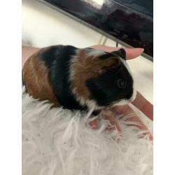 Cavia