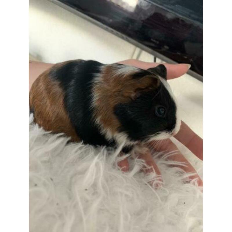 Cavia