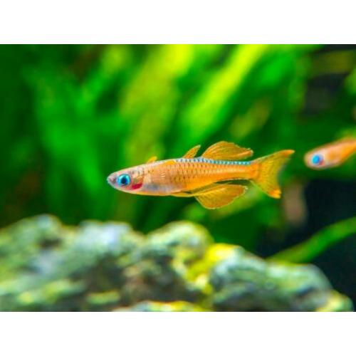 Hobbyaquarium zondag vissen-garnalen-planten aanbieding