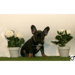 Franse Bulldog pups