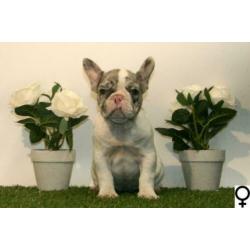 Franse Bulldog pups