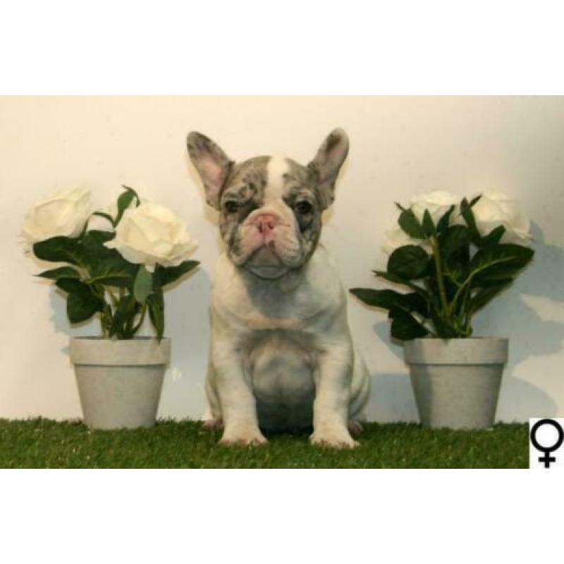 Franse Bulldog pups