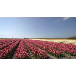 Bedrijfsuitje, vrijgezellenfeestje of uitje: Ga solexrijden!