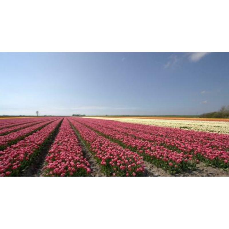 Bedrijfsuitje, vrijgezellenfeestje of uitje: Ga solexrijden!