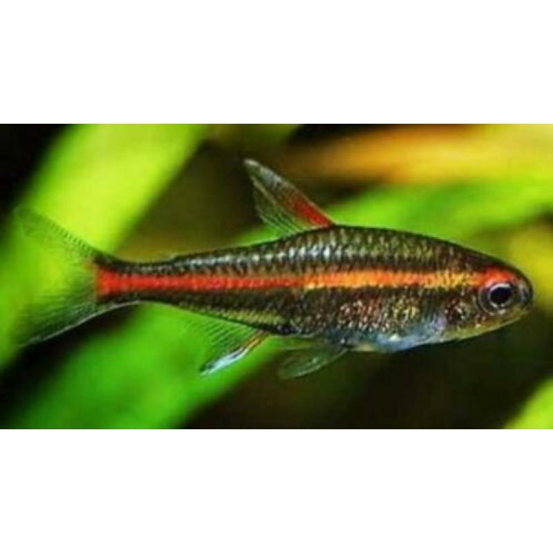 Hobbyaquarium zondag vissen-garnalen-planten aanbieding