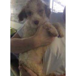 Animal in Need: Elfo binnenkort in NL