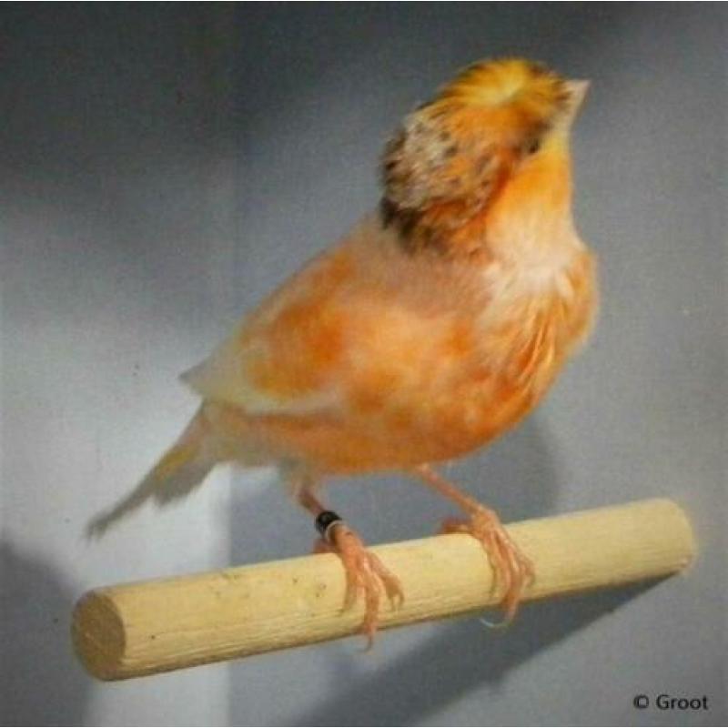 Kanarieman