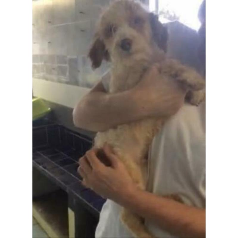 Animal in Need: Elfo binnenkort in NL