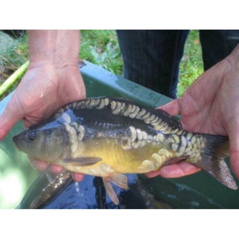 koi