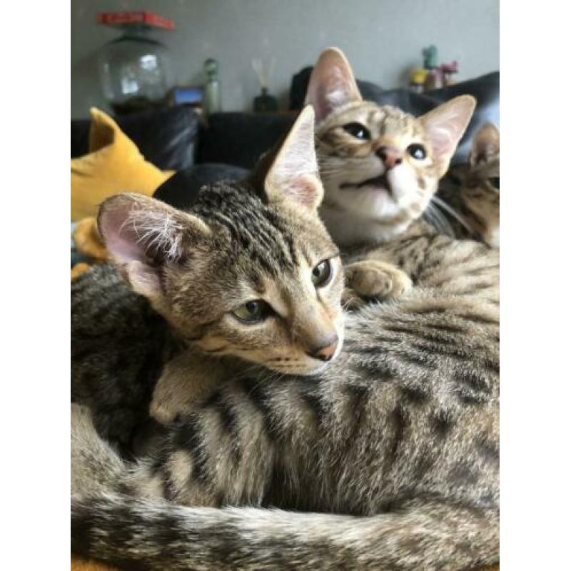 Meet Salt and Pepper Savannah F3