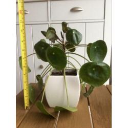 Pannenkoekplant - Pilea peperomioides