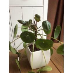 Pannenkoekplant - Pilea peperomioides