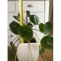 Pannenkoekplant - Pilea peperomioides