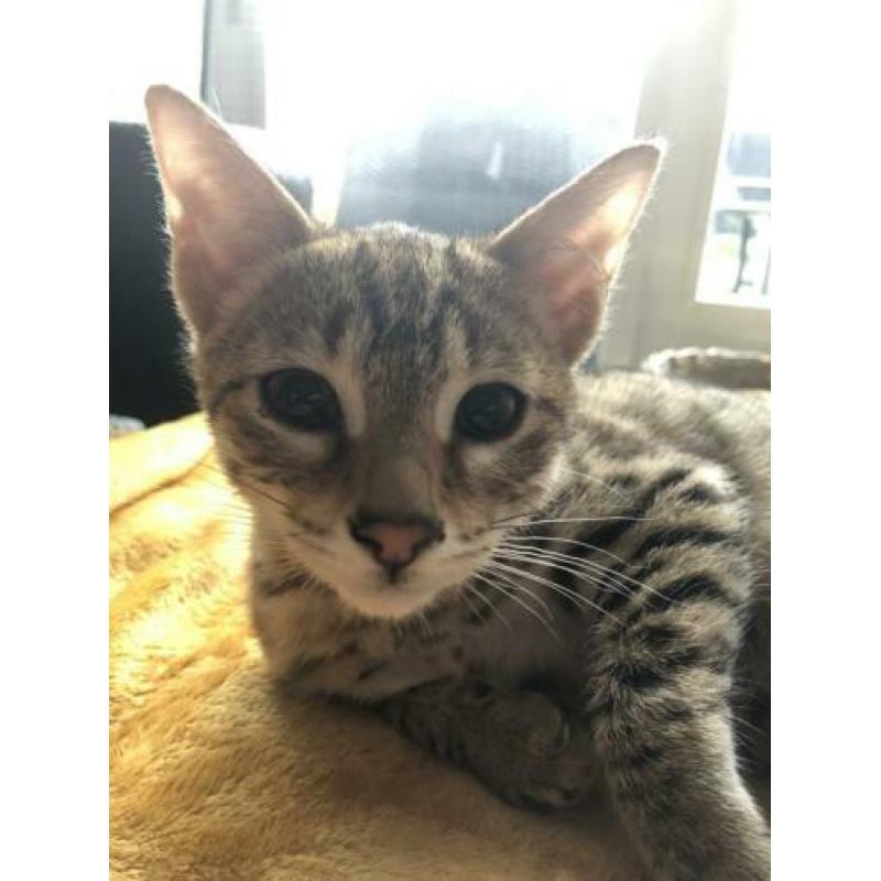 Meet Salt and Pepper Savannah F3