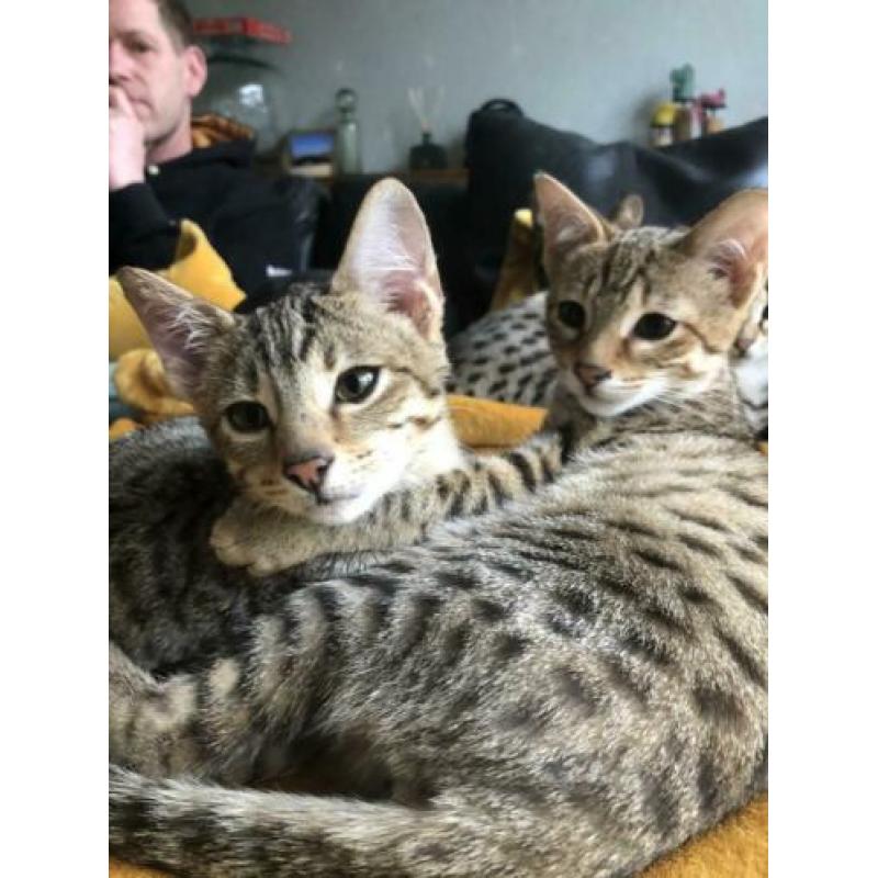 Meet Salt and Pepper Savannah F3