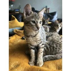 Meet Salt and Pepper Savannah F3