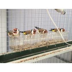 Carduelis Carduelis Major /putter Major aangeboden