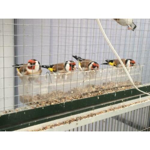 Carduelis Carduelis Major /putter Major aangeboden