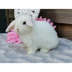 Super lieve, sociale, knappe aanhankelijke nhd ram