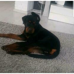 Mooie rottweiler pups te koop.