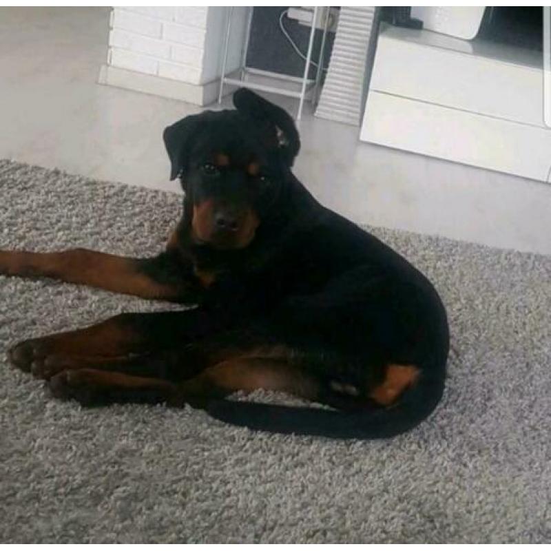 Mooie rottweiler pups te koop.