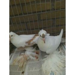 koppel saks duiven mix kleur 10,00pp