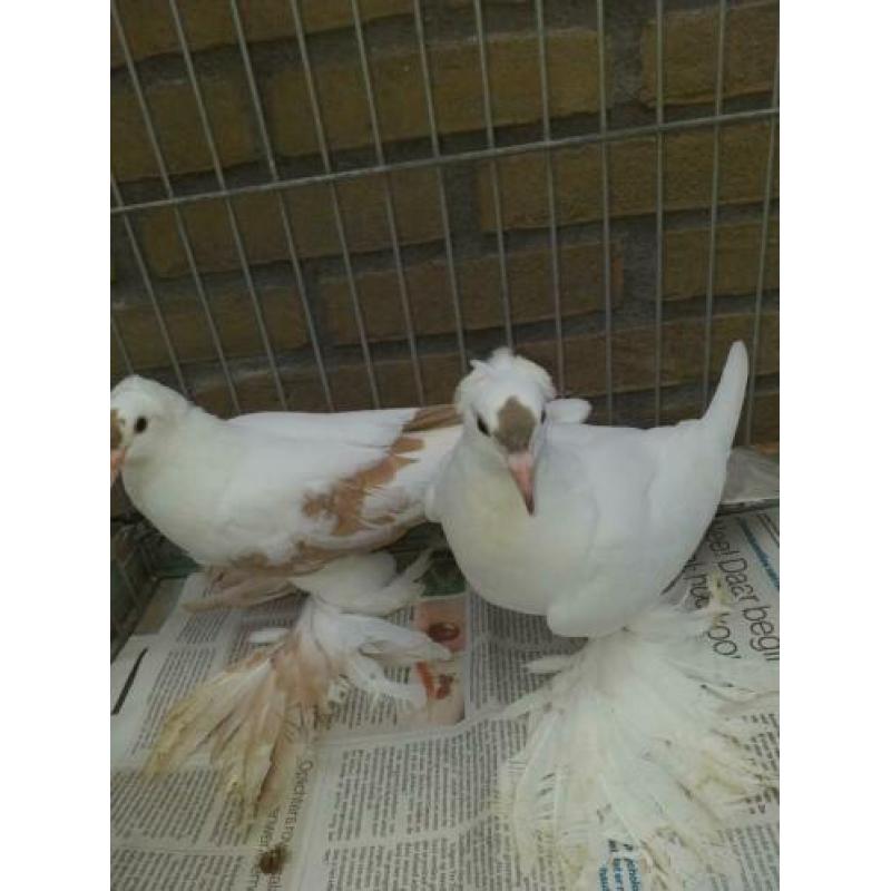 koppel saks duiven mix kleur 10,00pp