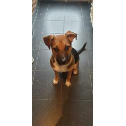 Puppy zoekt nieuw baasje !!