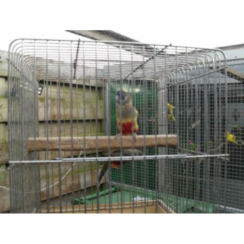 alweer nieuwe vogels