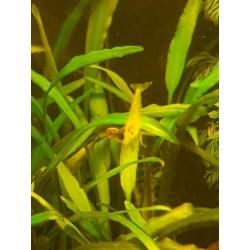 Garnalen yellow neon
