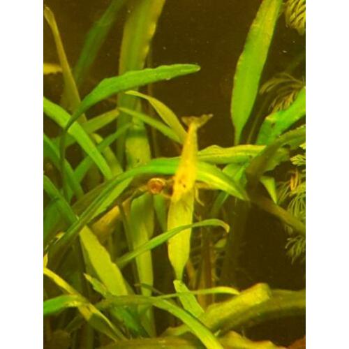 Garnalen yellow neon