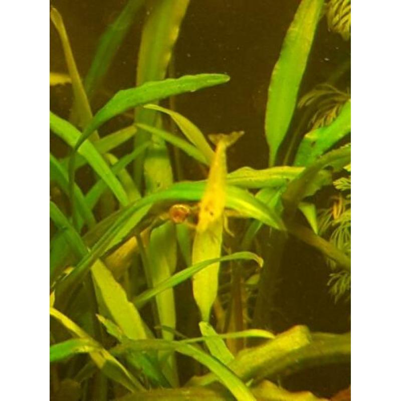 Garnalen yellow neon