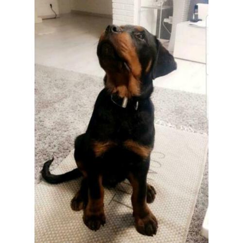 Mooie rottweiler pups te koop.