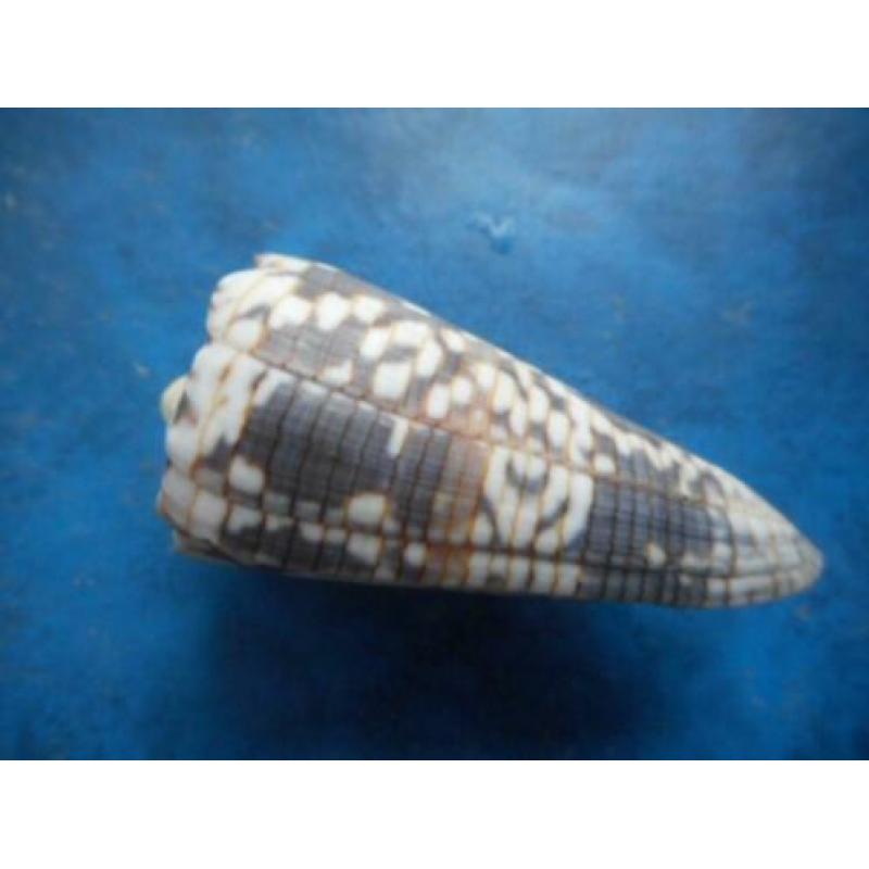 Schelpen: Conus zonatus Hwass finef+ 58,5mm