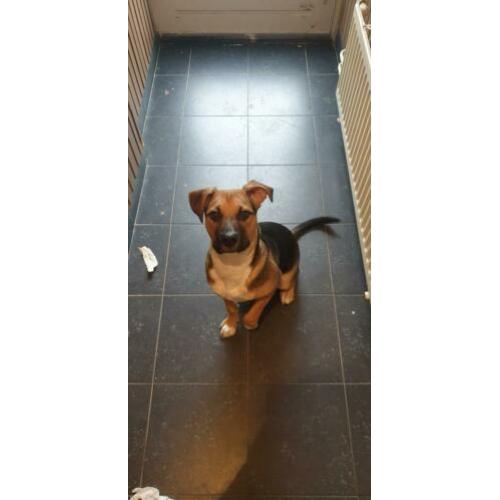 Puppy zoekt nieuw baasje !!