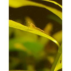 Garnalen yellow neon