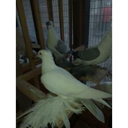 koppel saks duiven mix kleur 10,00pp