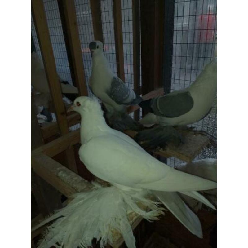 koppel saks duiven mix kleur 10,00pp