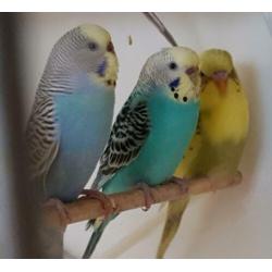 alweer nieuwe vogels