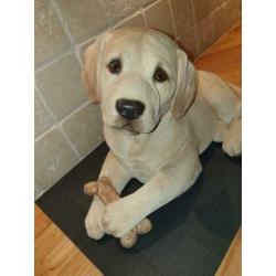 Mooie, net echte labbi/retriever puppy meer dan 20 jaar oud