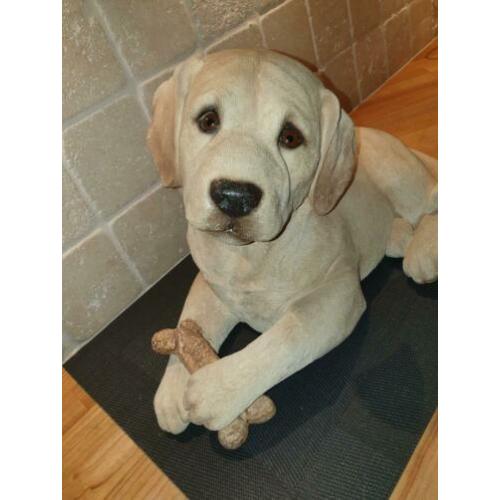 Mooie, net echte labbi/retriever puppy meer dan 20 jaar oud