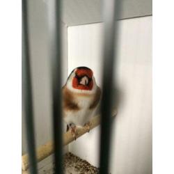 Carduelis Carduelis Major /putter Major aangeboden