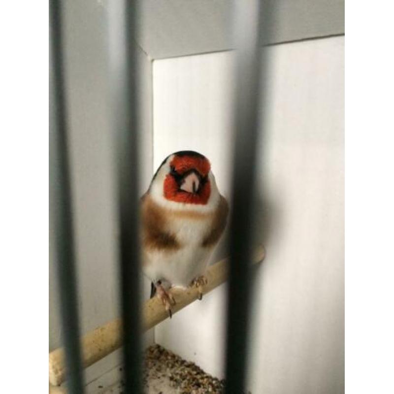 Carduelis Carduelis Major /putter Major aangeboden