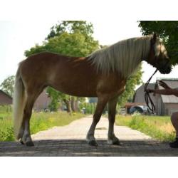 Knappe & lieve haflinger! 12 jaar, stokmaat 1.46