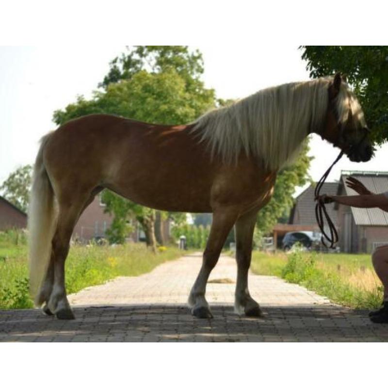 Knappe & lieve haflinger! 12 jaar, stokmaat 1.46