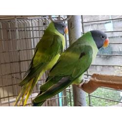 alweer nieuwe vogels