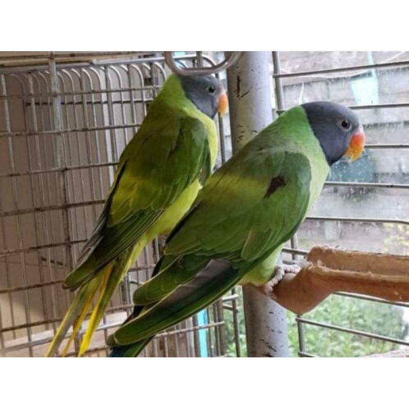 alweer nieuwe vogels