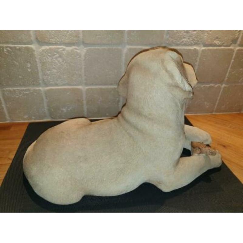 Mooie, net echte labbi/retriever puppy meer dan 20 jaar oud