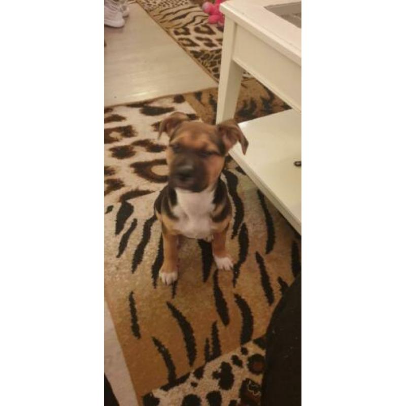 Puppy zoekt nieuw baasje !!