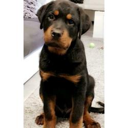 Mooie rottweiler pups te koop.